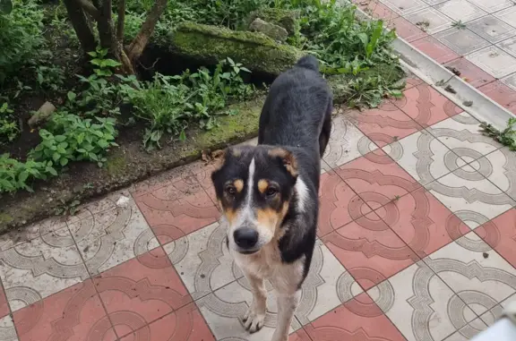 Собака найдена на улице Путейцев, 97