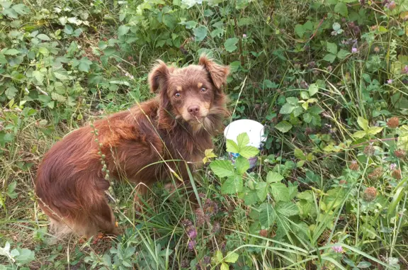 Найдена собака в Майкопском районе, п. Тульский, Адыгея