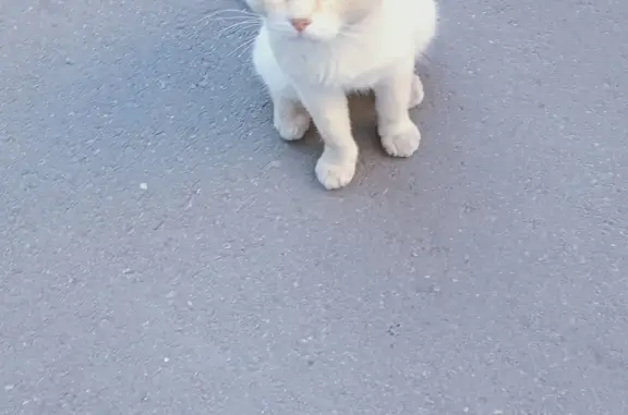 Потерянная кошка на ул. Пушкина, Пенза