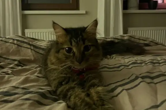 Кошки потеряшки, Москва, фото: Потеряшка кошка Кот, Космодамианская набережная, 36