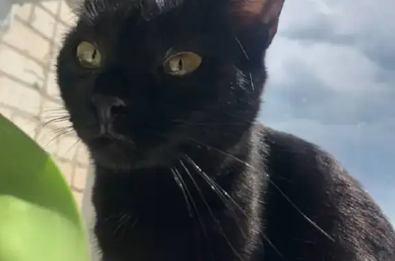 Пропала черная кошка с ошейником на ул. Победы