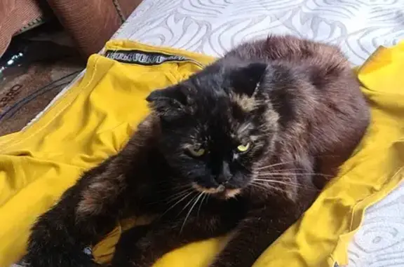 Кошки потеряшки, Веселое, фото: Потеряшка кошка Боня, ул. Мира, 2. Вознаграждение!