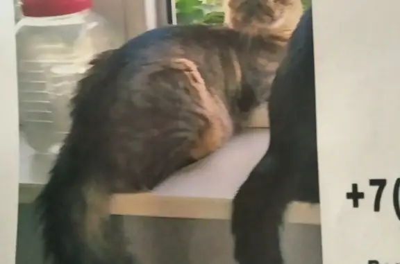 Пропала кошка, серый окрас, длинный пушистый хвост. Ореховый бульвар, 51А, Москва