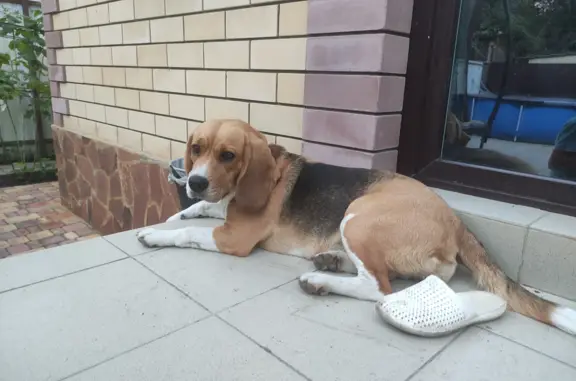 Найдена собака Бигль, Г Краснодар, Ростовское шоссе 14 км