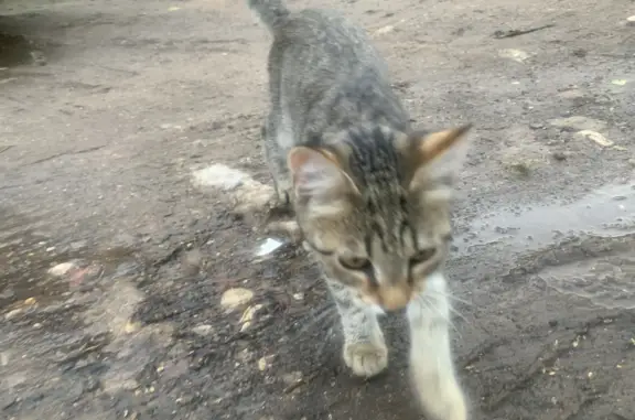 Найдена кошка возле бункера на ул. Адмиральская, Грибки