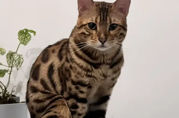 Кошки потеряшки, Санкт-Петербург, фото: Потеряшка Кот Лео, 10-11 линия В.О., 45, СПб