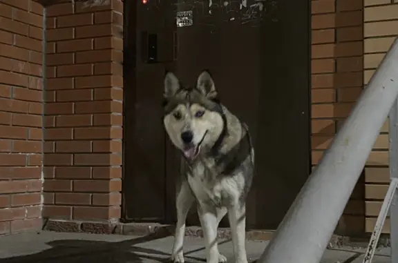 Собака без ошейника найдена на Индустриальной улице, 28
