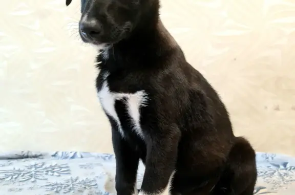 Собака серого окраса найдена в Архангельске