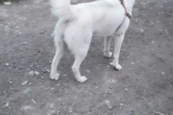 Собака Хаски найдена на Моховой ул., Новосибирск