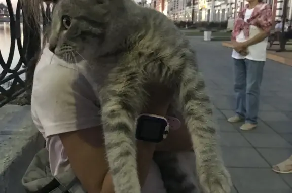 Найдена домашняя кошка на набережной Брюгге, Йошкар-Ола