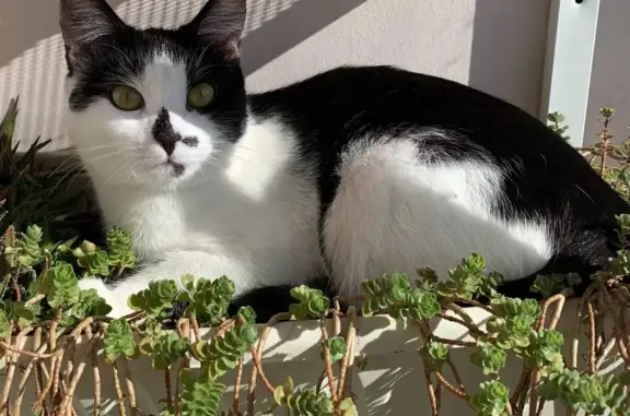 Кошки потеряшки, Санкт-Петербург, фото: Потеряшка кошка! Потерялась 04.08.23, пр. Королёва, 27 к1, СПб.