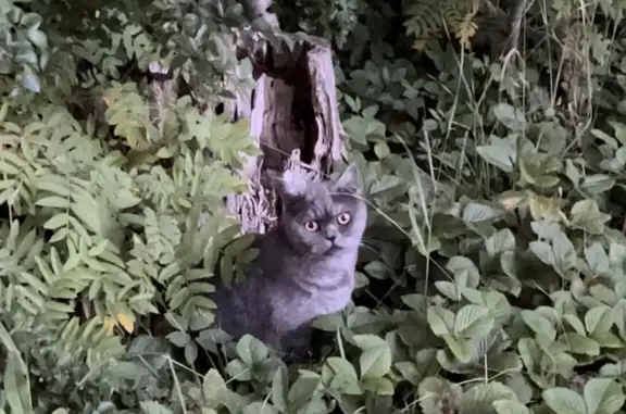 Найдена кошка на Полтавской ул. в Вырице