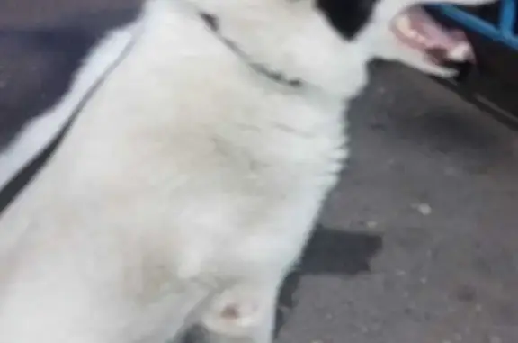 Найден молодой пёс на 60 лет Октября, ищем хозяина