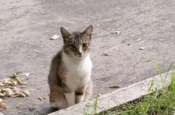 Найдена пугливая кошка на 8-й улице Текстильщиков, 14, Москва