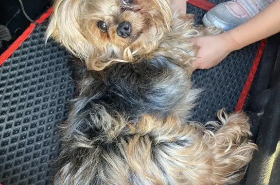 Собака найдена на Пристанционной улице, вл17, Ступино