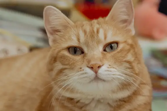 Потерянные животные Смоленск, фото: Пропал рыжий кот Миоша, ул. Шейна, 82, Смоленск