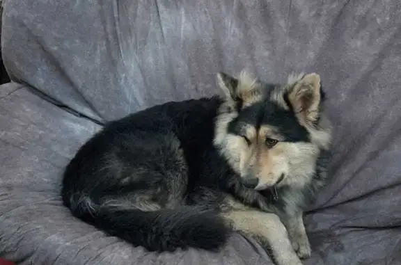 Пропала собака в Сосновке, Новосибирская область