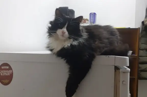 Потерянные животные Санкт-Петербург, фото: Пропала кошка: Большая Морская ул., 47, СПб