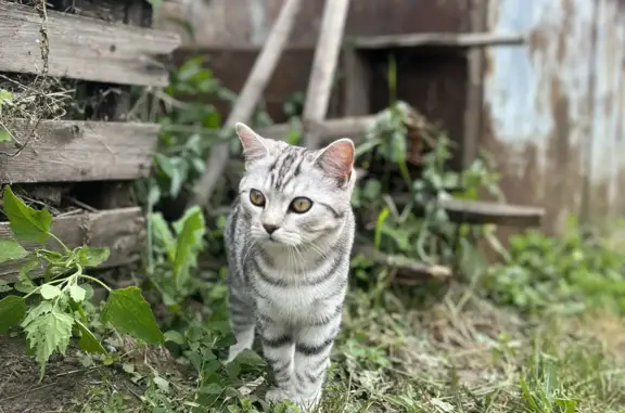 Пропал котенок в Ивано-Казанке, Башкортостан