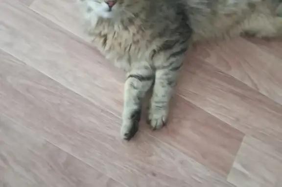 Объявления о пропавших и найденных животных, Киров, фото: Пропал кот Персик в Сосновке, вознаграждение