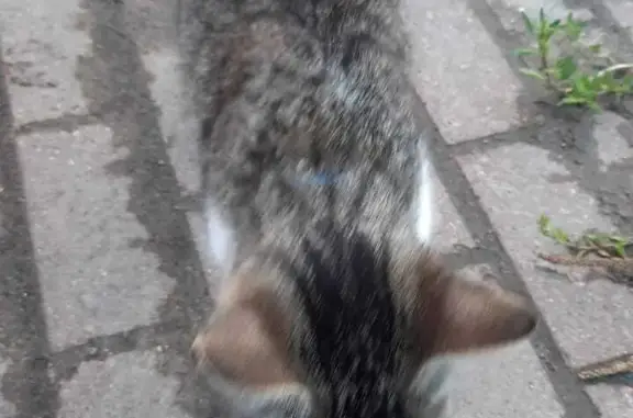 Найдена кошка возле магазина на Ударников, 47