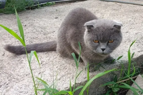 Найден ухоженный серый кот на Боголюбовской улице, 38