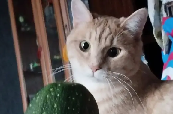 Кошки потеряшки, Санкт-Петербург, фото: Потеряшка кошка, выпала из окна. Серебристый бульвар, 18 к2, СПб.