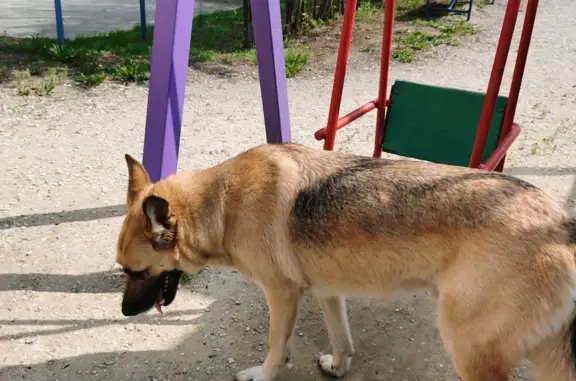 Найдена собака на Кольцевой улице, 29