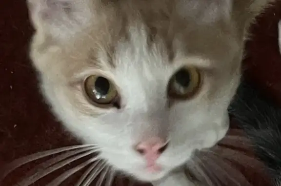 Пропала кошка Лучик, Песочно-белый годовалый котик, адрес: «Нева», 124 км, слева, Безбородово