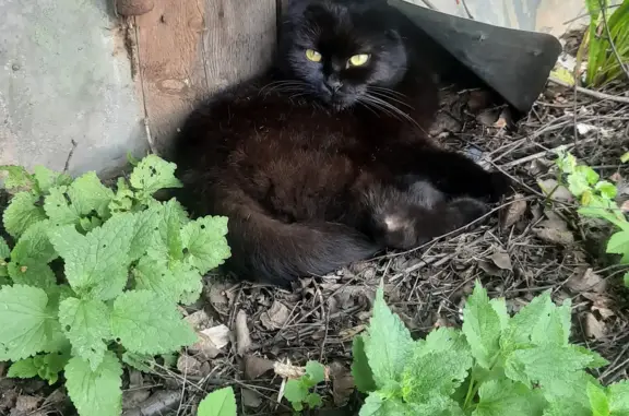 Найдена кошка Шотландская вислоухая, черная, ул. Селезнёва 25, Мытищи