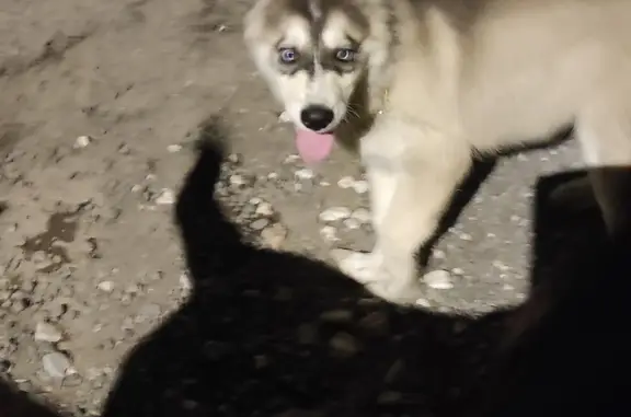 Найдена собака Хаски на Кленовой ул.