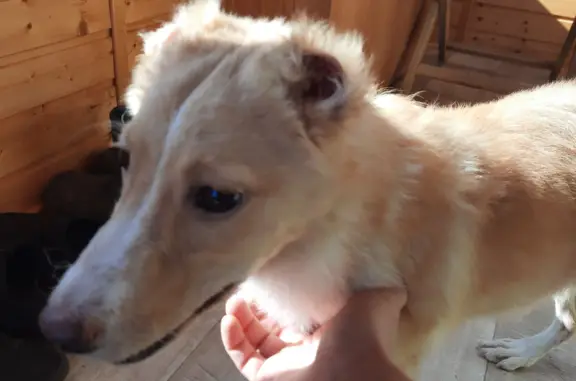 Пропала собака, найден щенок-девочка на Октябрьском проспекте