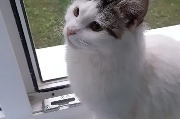 Кошки потеряшки, Санкт-Петербург, фото: Потеряшка белая кошка, улица Маршала Казакова, 9 к2, СПб