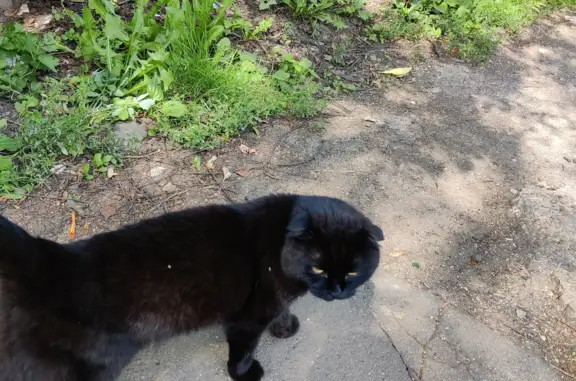 Найдена вислоухая кошка на ул. Селезнёва, 25, Мытищи