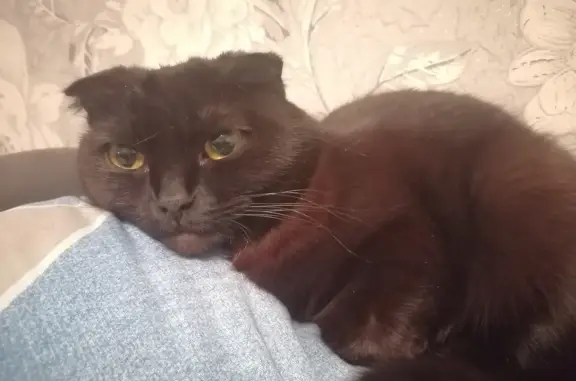 Пропала кошка: Московская область, девочка, черно-коричневая