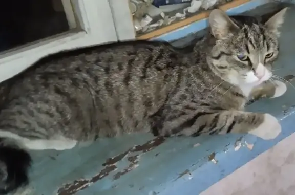 Найдена молодая ласковая кошка на Моховой улице, ищу хозяина!