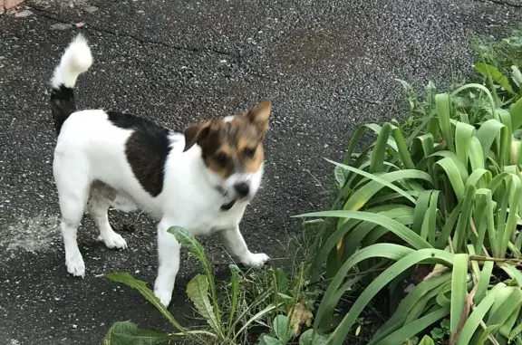 Найдена собака, Нижний Новгород, фото: Найден пёс с кожаным ошейником, ищу хозяина