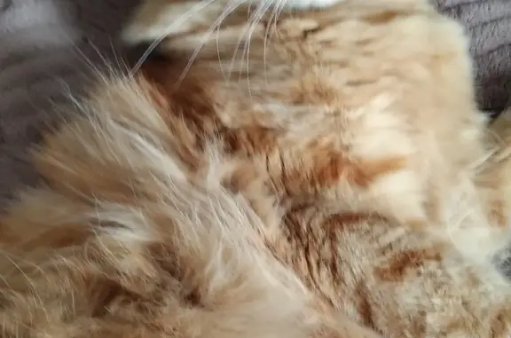 Пропала рыжая кошка в Майме, Республика Алтай