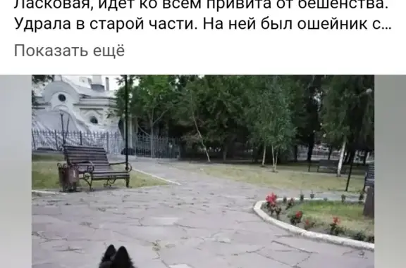 Пропала собака, ул. Мартьянова, 31