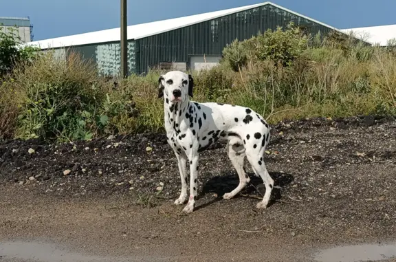 Найдена истощенная собака Долматин в Войсковицком сельском поселении
