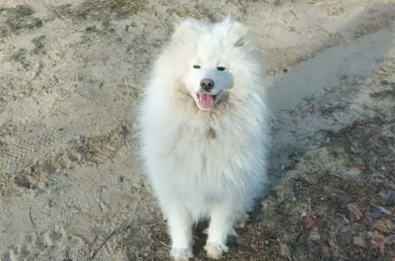 Пропала собака породы самоед на Кировской дамбе, Казань