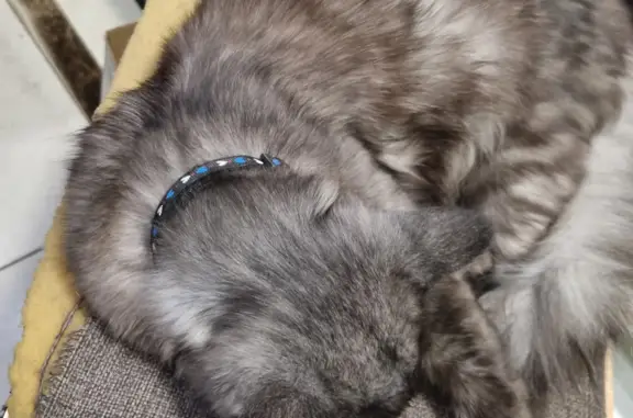Найдена кошка на Буденновском 74, Ростов-на-Дону