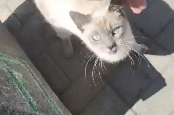 Найдена кошка светлого окраса на Набережной улице, Воронеж