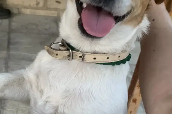 Собаки потеряшки, Мартюш, фото: Потеряшка собака Джек Рассел терьер на Восточной улице, 29