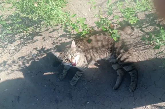 Найдена кошка с деформированным хвостом, проспект Котельникова, Красноярский край