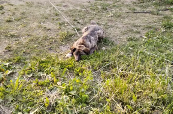 Собаки потеряшки, Санкт-Петербург, фото: Потеряшка собака на Ленинском проспекте, дом 124-126