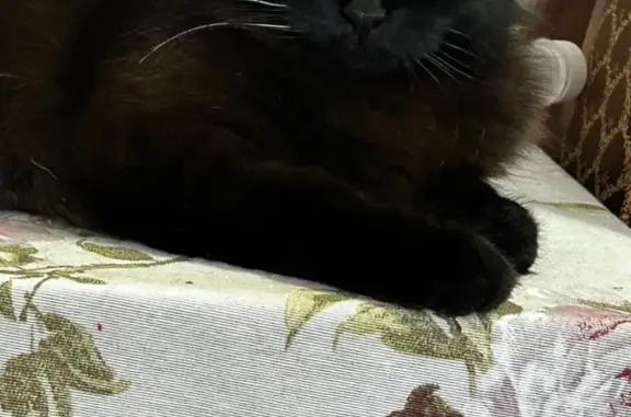 Пропала черная кошка Мия в Севастополе