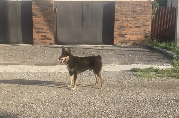 Собака Кобель найдена на ул. Полякова, 1, Новосибирск