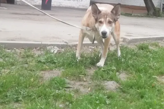 Пропала собака Дина возле Центрального рынка, Томск