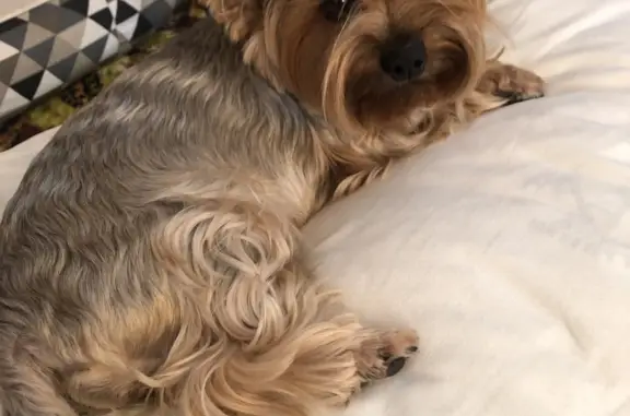 Собаки потеряшки, Нижний Новгород, фото: Потеряшка собака на ул. Архангельская, 20, Нижний Новгород